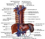 Anatomie:hart,longen,mediastinum,vagus,azygos,trachea,bronchus,vena cava,slokdarm,oesophagus,larynx,cor,diaphragma